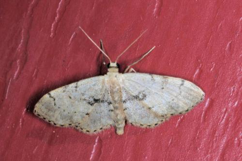 Idaea laevigata